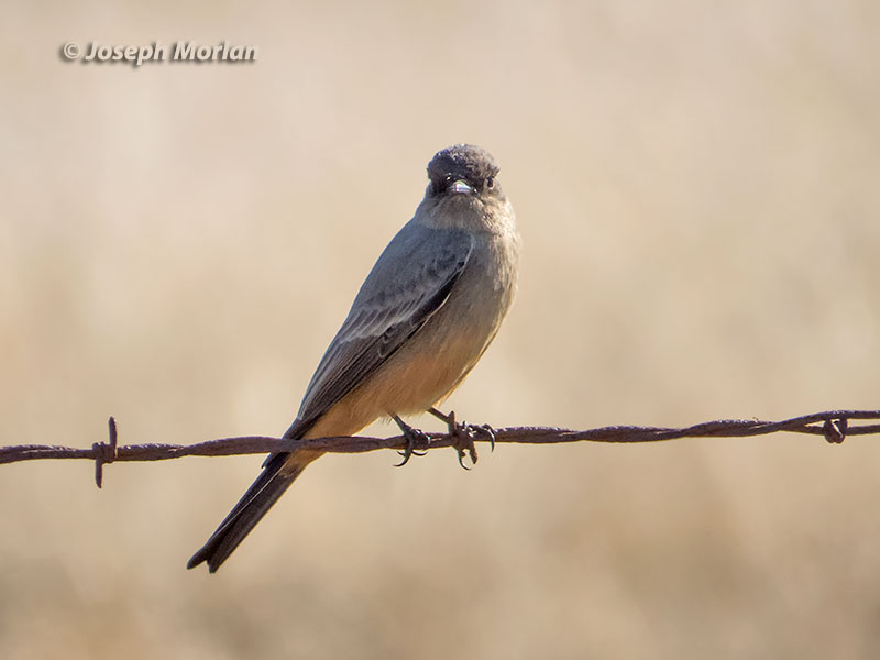 Say's Phoebe (Sayornis saya saya)