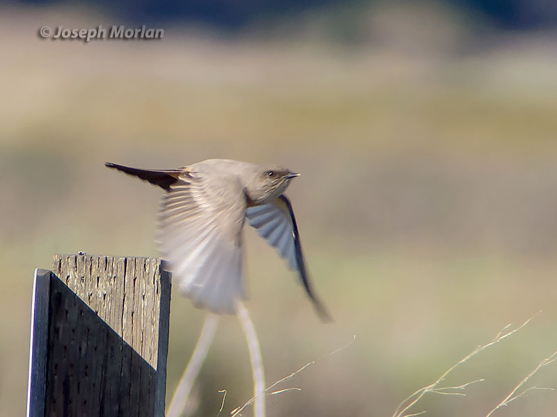 Say's Phoebe (Sayornis saya saya) 