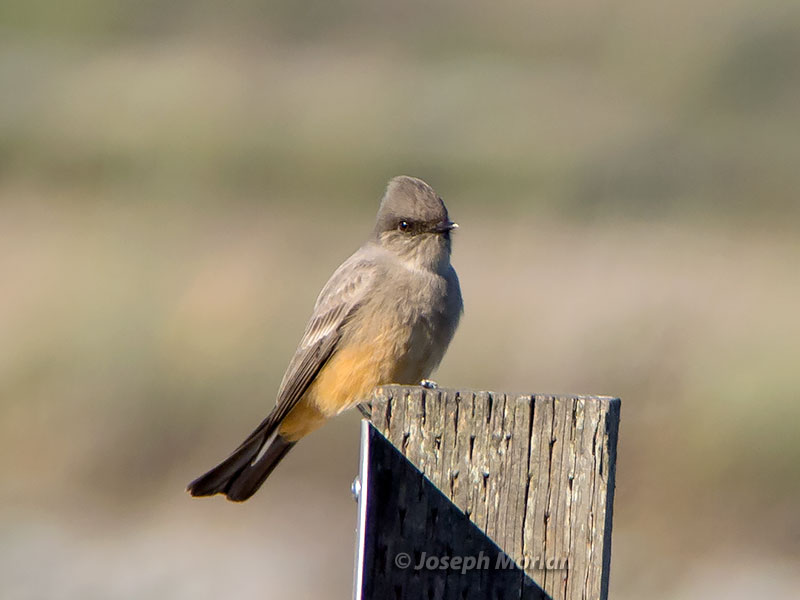 Say's Phoebe (Sayornis saya saya) 