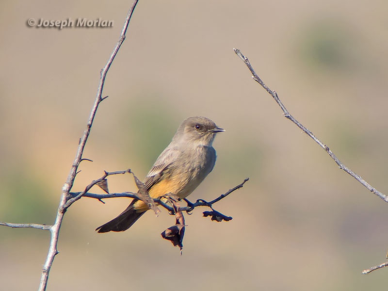 Say's Phoebe (Sayornis saya saya) 