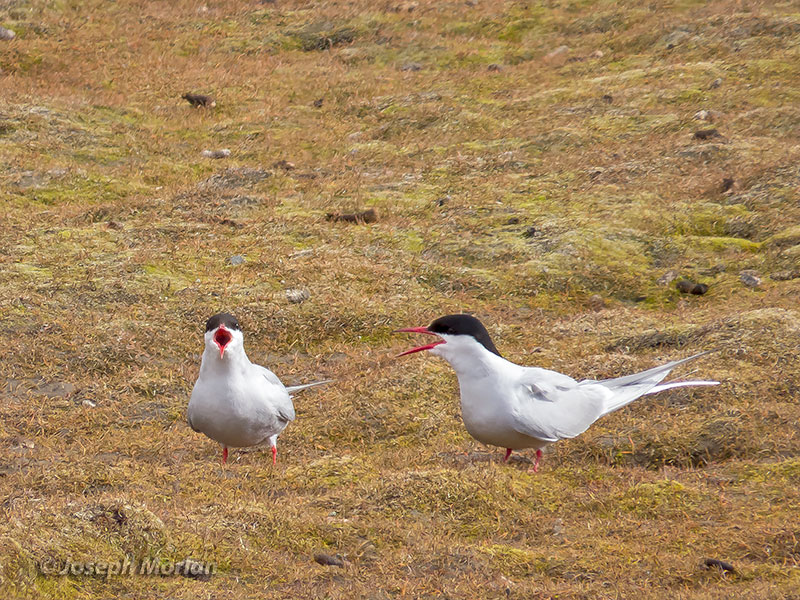 Arctic Tern (Sterna paradisaea) 