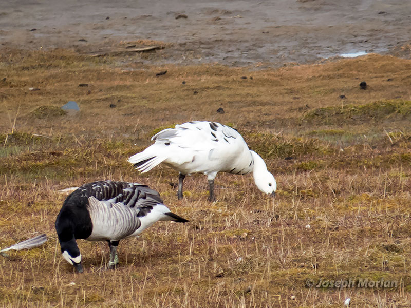 Barnacle Goose (Branta leucopsis)
