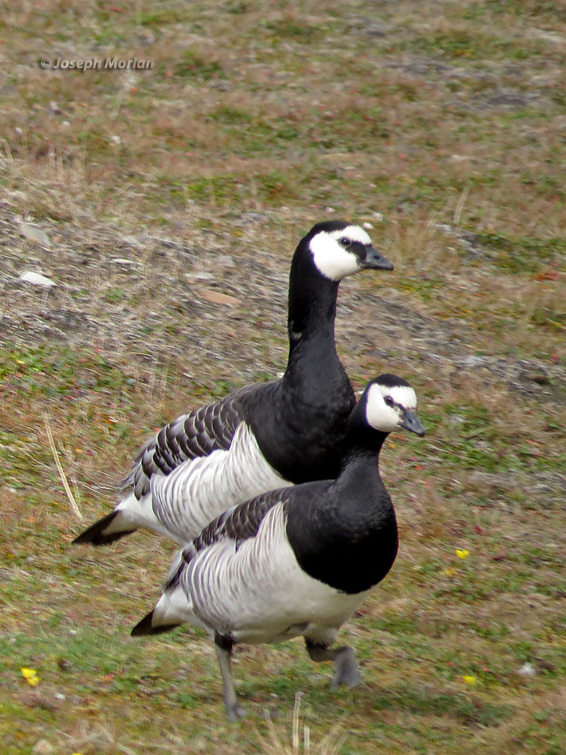 Barnacle Goose (Branta leucopsis)