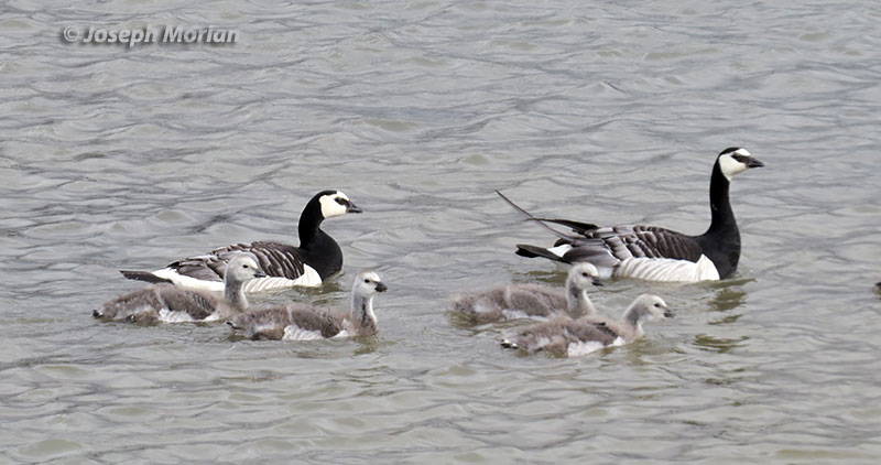Barnacle Goose (Branta leucopsis)