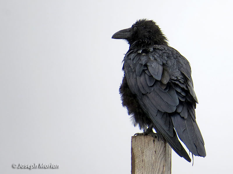 Common Raven (Corvus corax varius) 