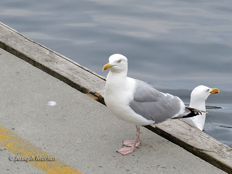 Herring Gull (Larus argentatus argentatus) 