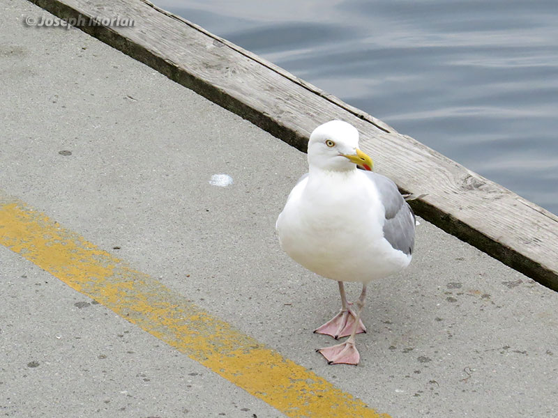 Herring Gull (Larus argentatus argentatus) 
