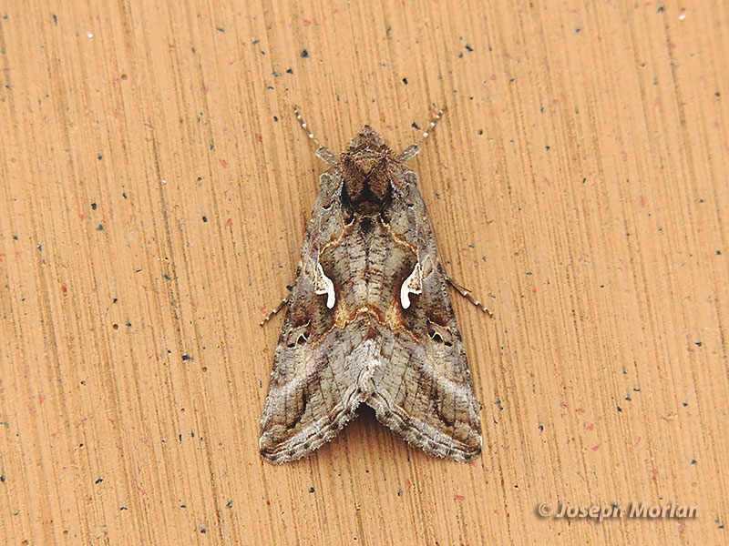 Silver Y (Autographa gamma)