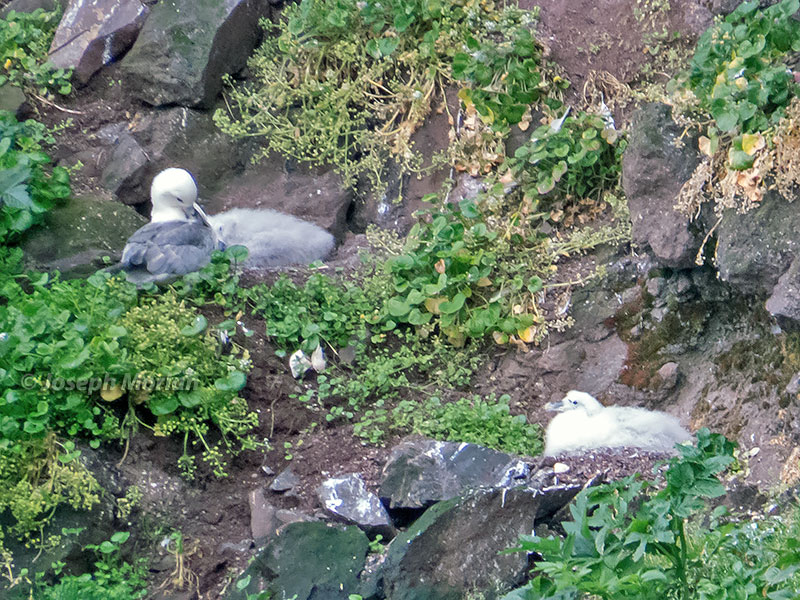 Northern Fulmar (Fulmarus glacialis auduboni)