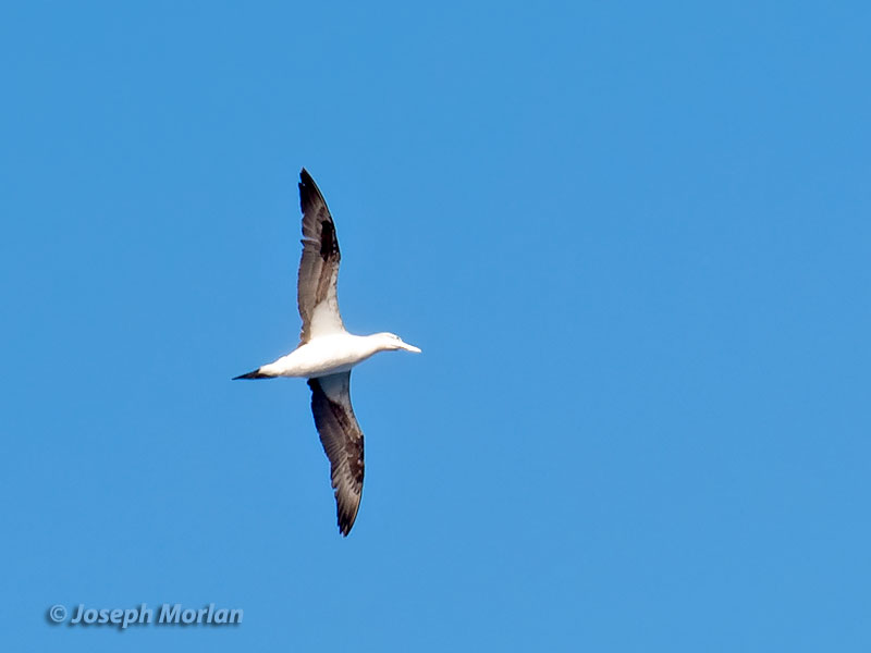 Northern Gannet (Morus bassanus) 