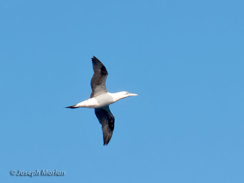 Northern Gannet (Morus bassanus) 