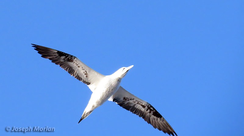 Northern Gannet (Morus bassanus) 