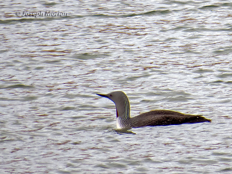 Red-throated Loon (Gavia stellata)