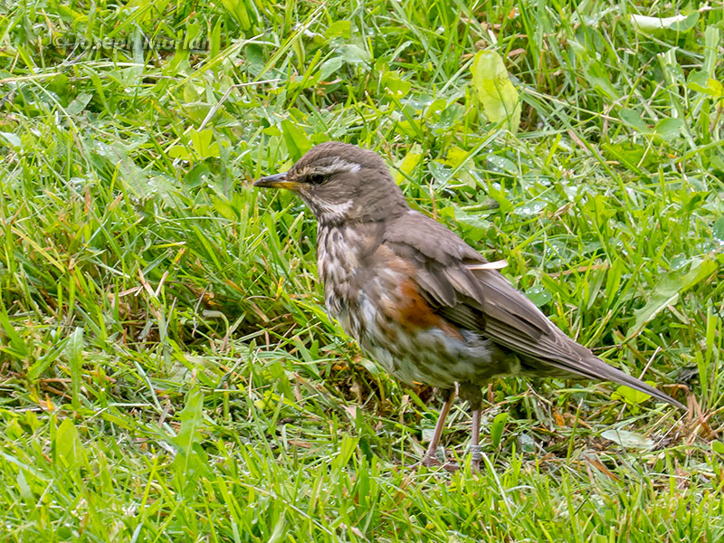 Redwing (Turdus iliacus coburni) 