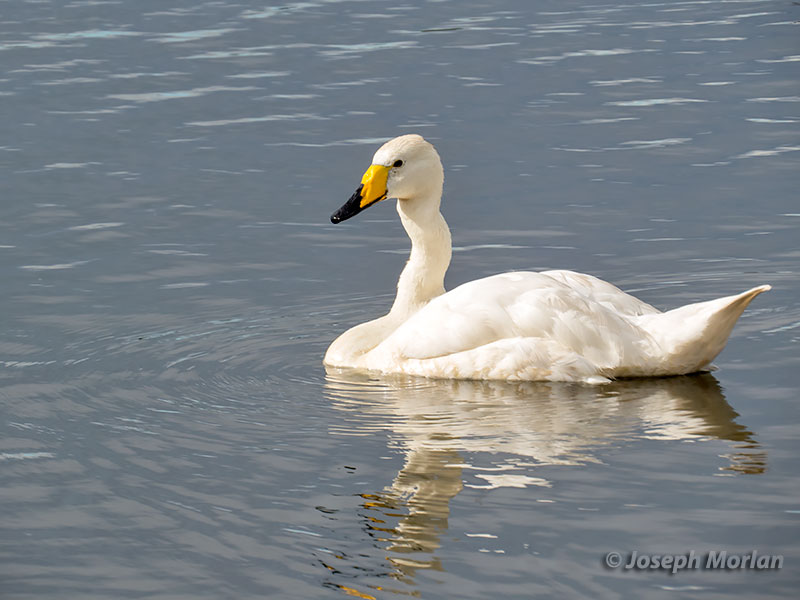 Whooper Swan (Cygnus cygnus) 