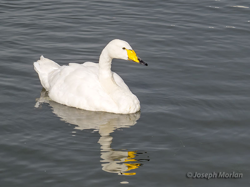 Whooper Swan (Cygnus cygnus) 