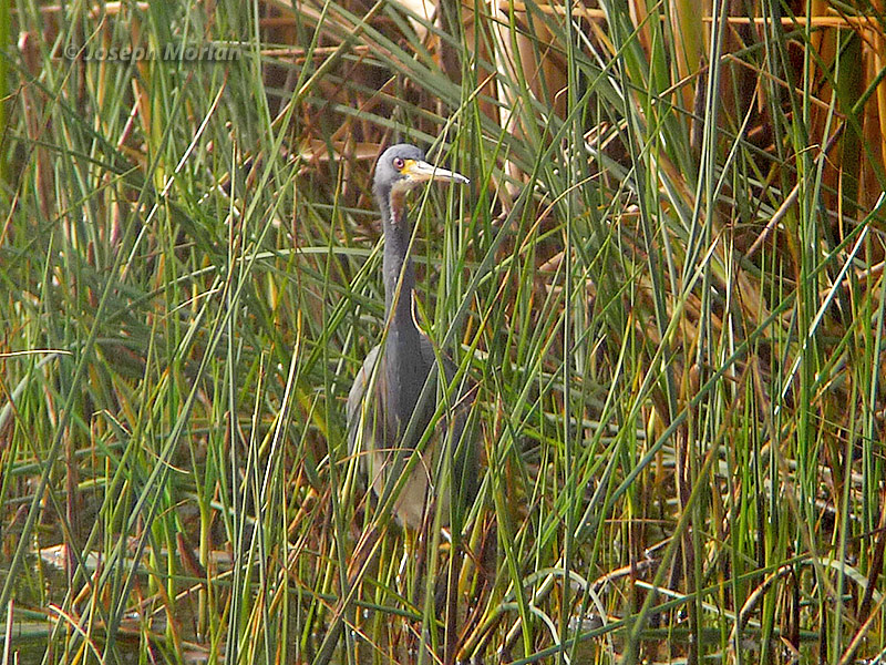 Tricolored Heron (Egretta tricolor ruficollis)