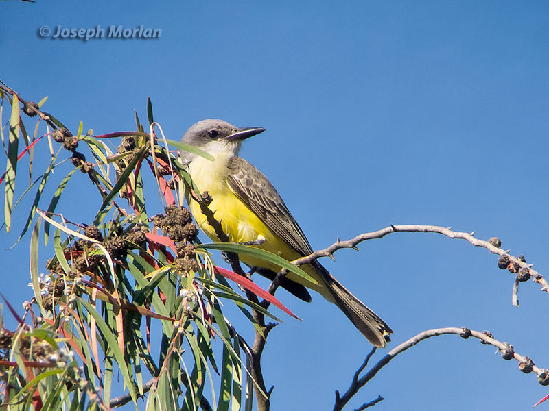 Tropical Kingbird (Tyrannus melancholicus satrapa)