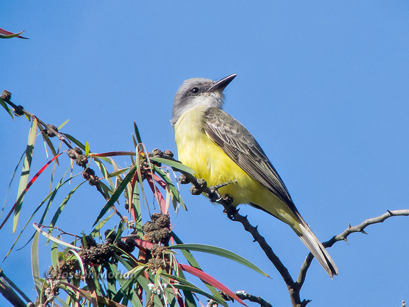 Tropical Kingbird (Tyrannus melancholicus satrapa)
