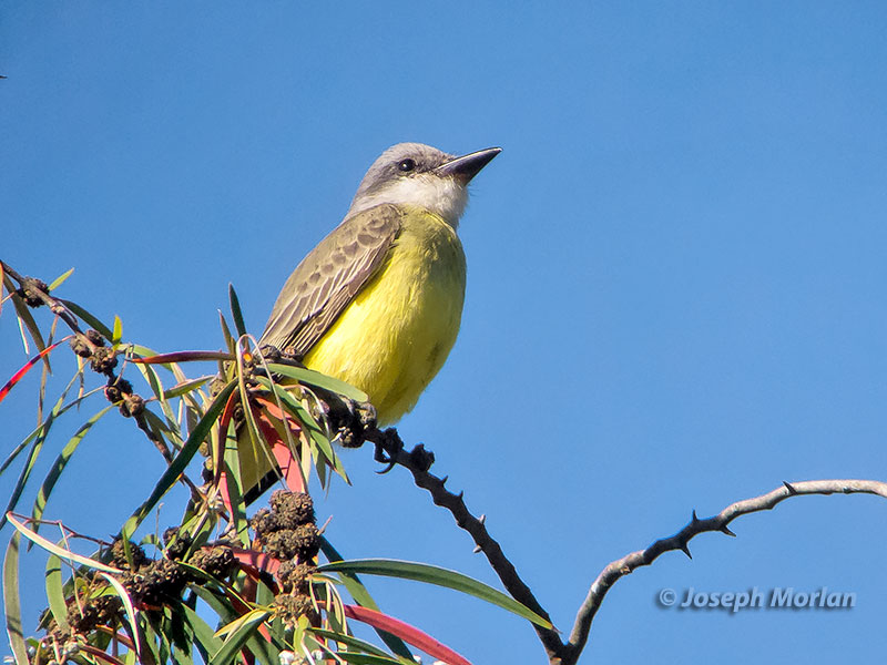 Tropical Kingbird (Tyrannus melancholicus satrapa)