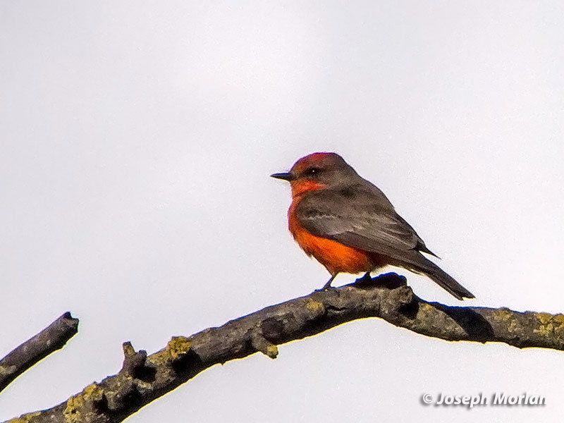 Vermilion Flycatcher (Pyrocephalus rubinus flammeus) 