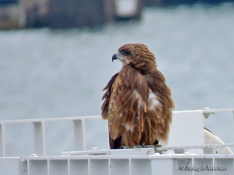 Black Kite (Milvus migrans lineatus) 