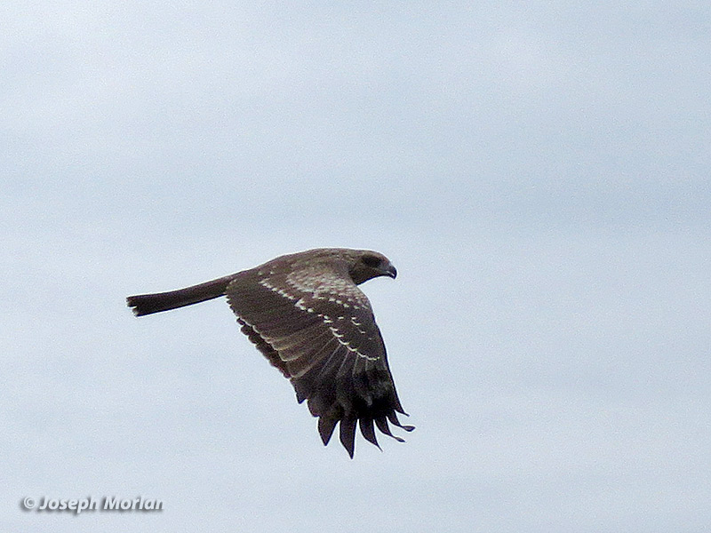Black Kite (Milvus migrans lineatus) 