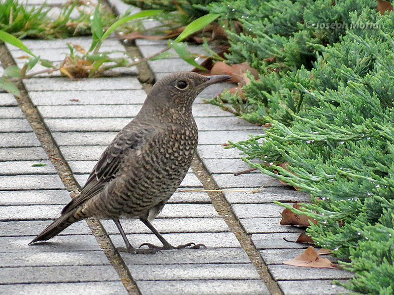 Blue Rock-Thrush (Monticola solitarius philippensis) 