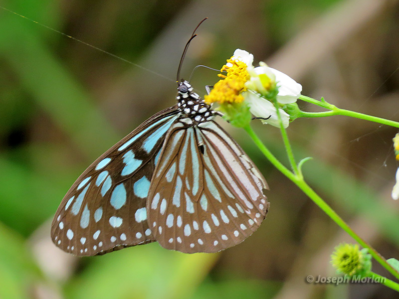 Ceylon Blue Glassy Tiger (Ideopsis similis) 