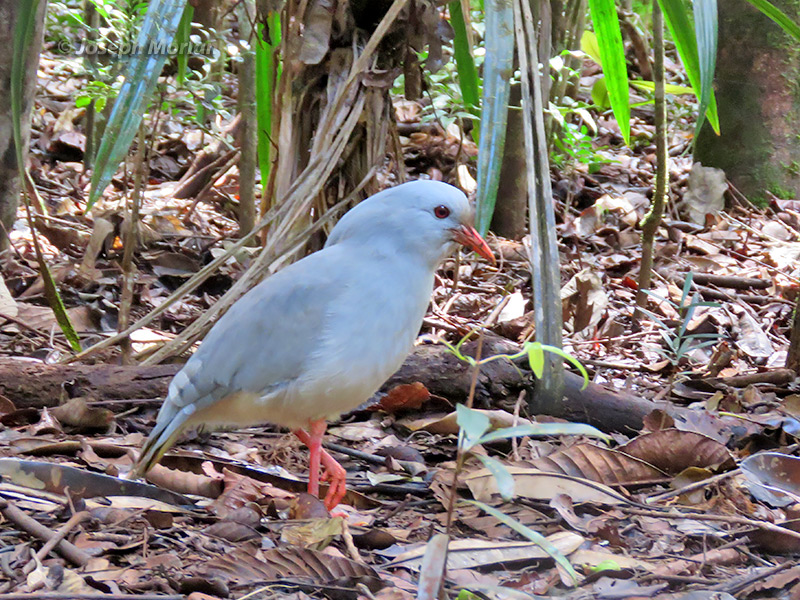 Kagu (Rhynochetos jubatus) 