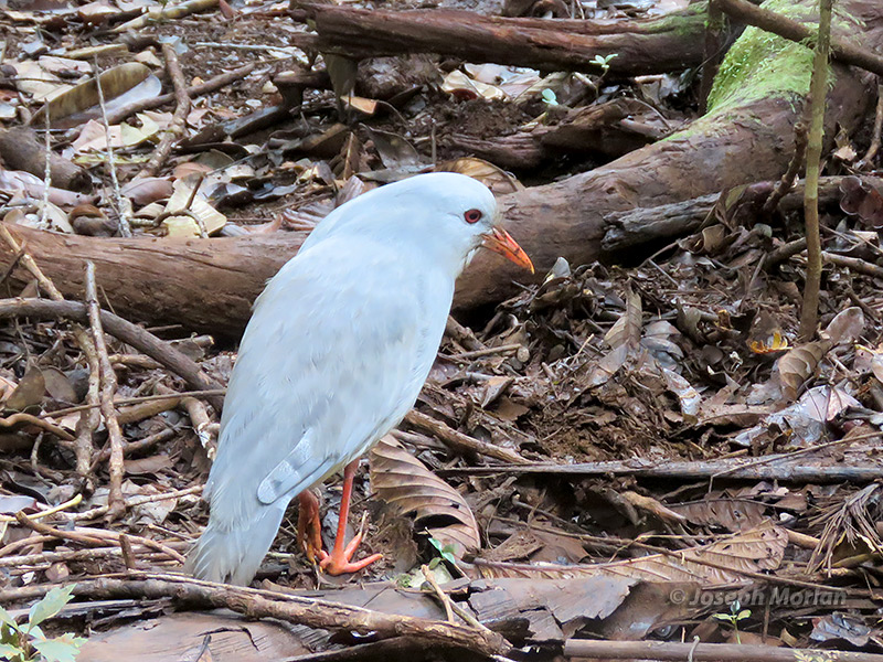 Kagu (Rhynochetos jubatus) 