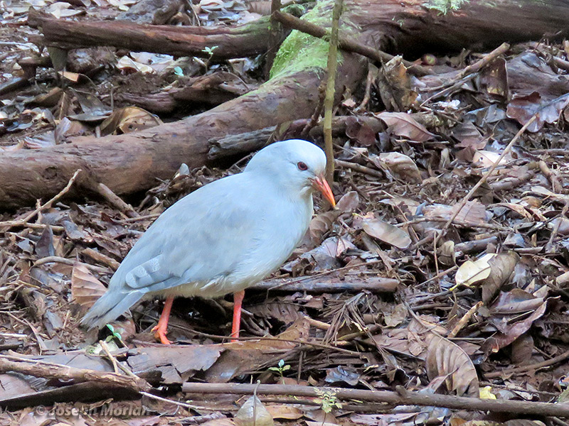 Kagu (Rhynochetos jubatus) 