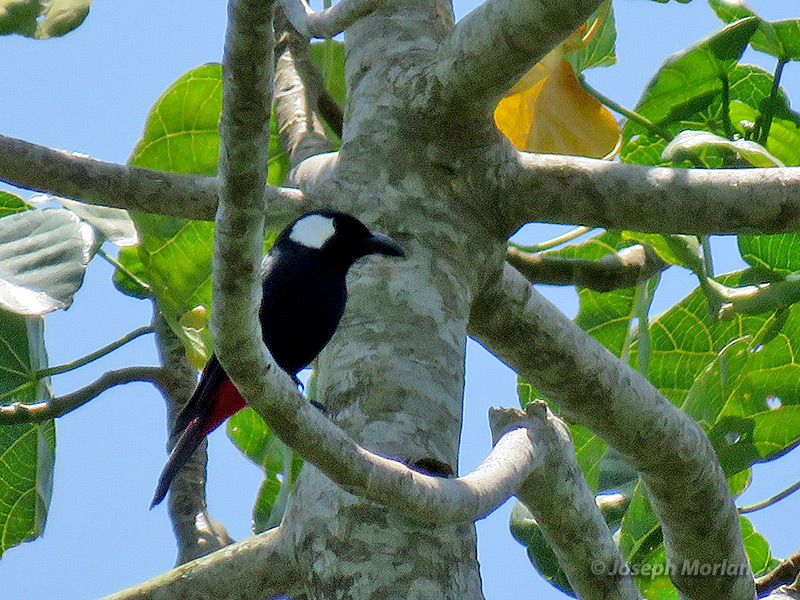 Lowland Peltops (
Peltops blainvillii)