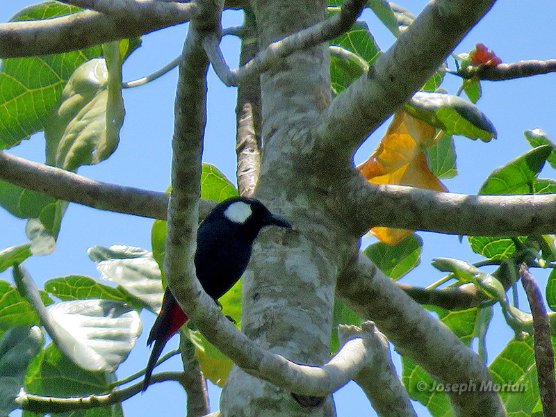 Lowland Peltops (
Peltops blainvillii)