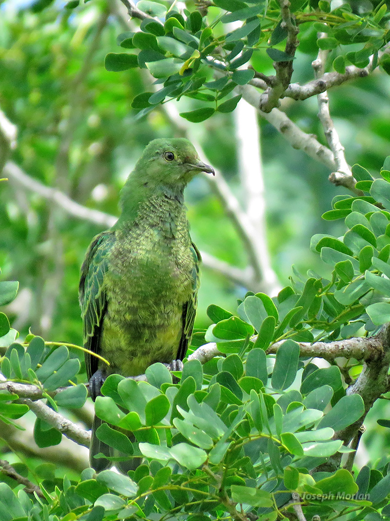 Mariana Fruit-Dove (
Ptilinopus roseicapilla)