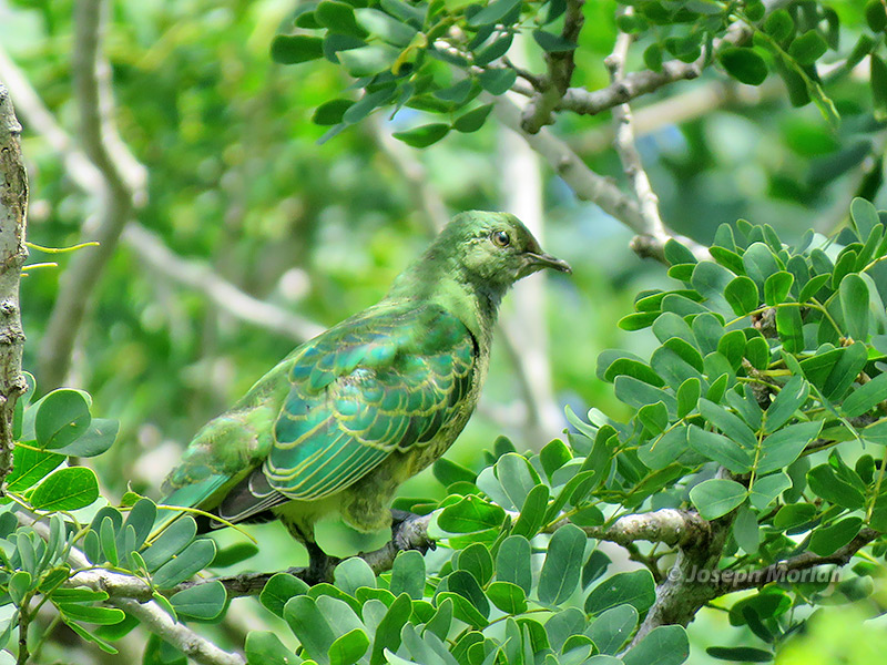 Mariana Fruit-Dove (
Ptilinopus roseicapilla)