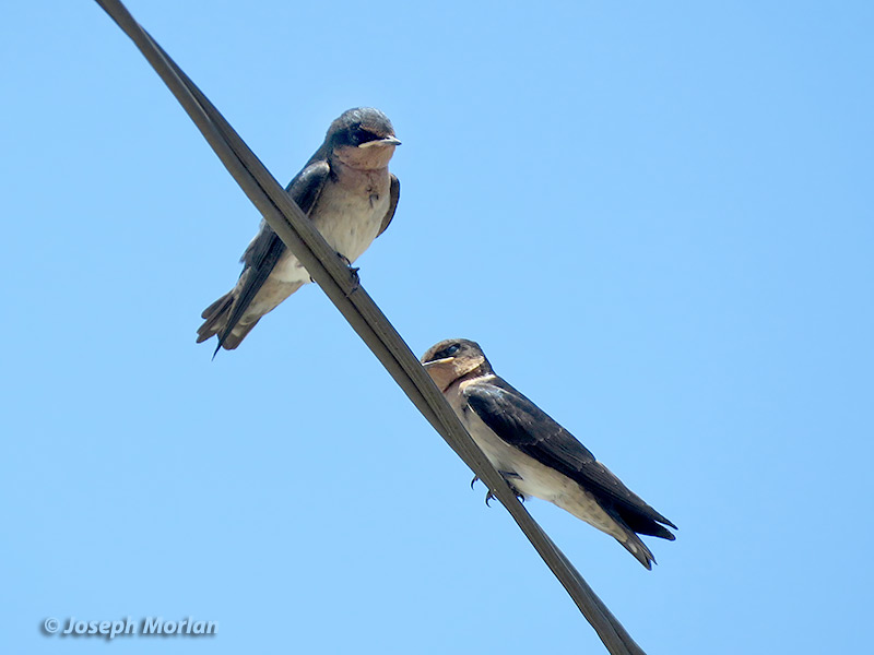 Pacific Swallow (
Hirundo tahitica) 