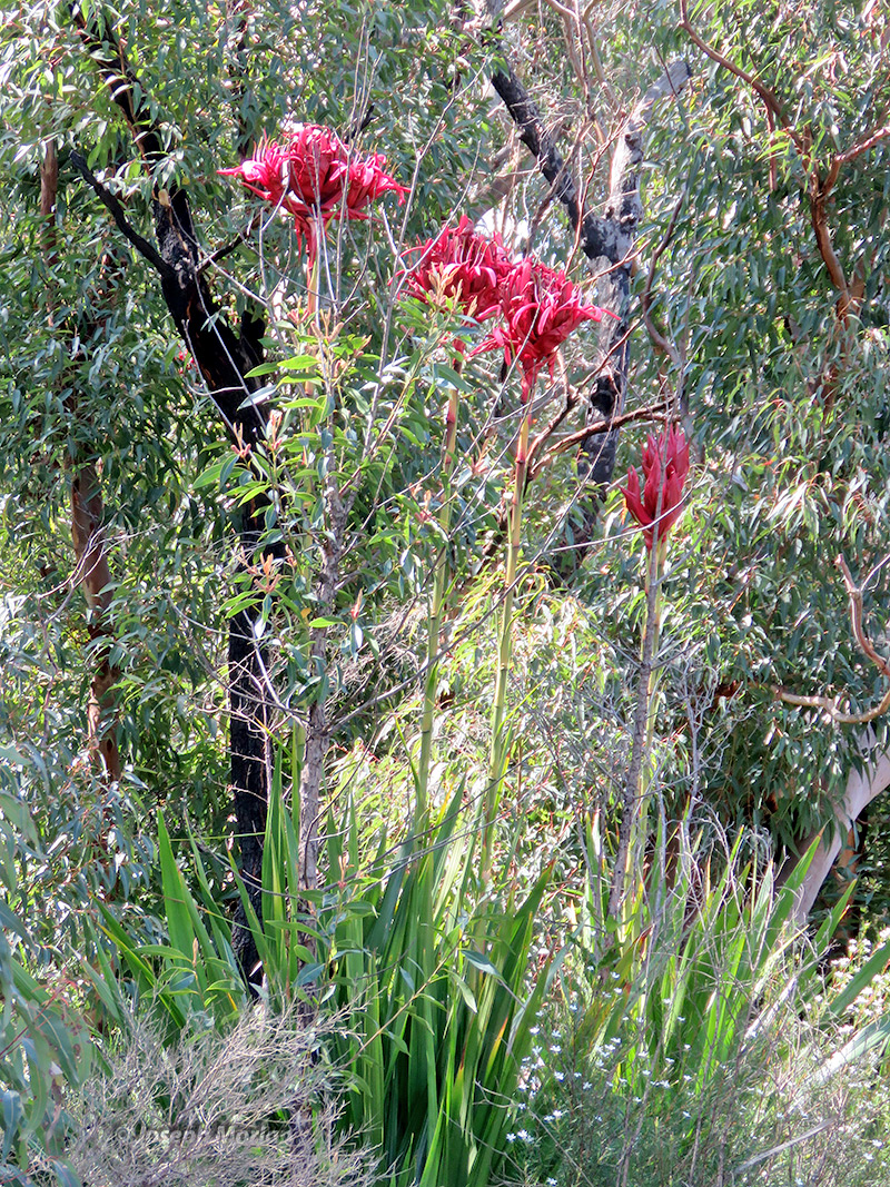 Gymea Lily (Doryanthes excelsa
) 
