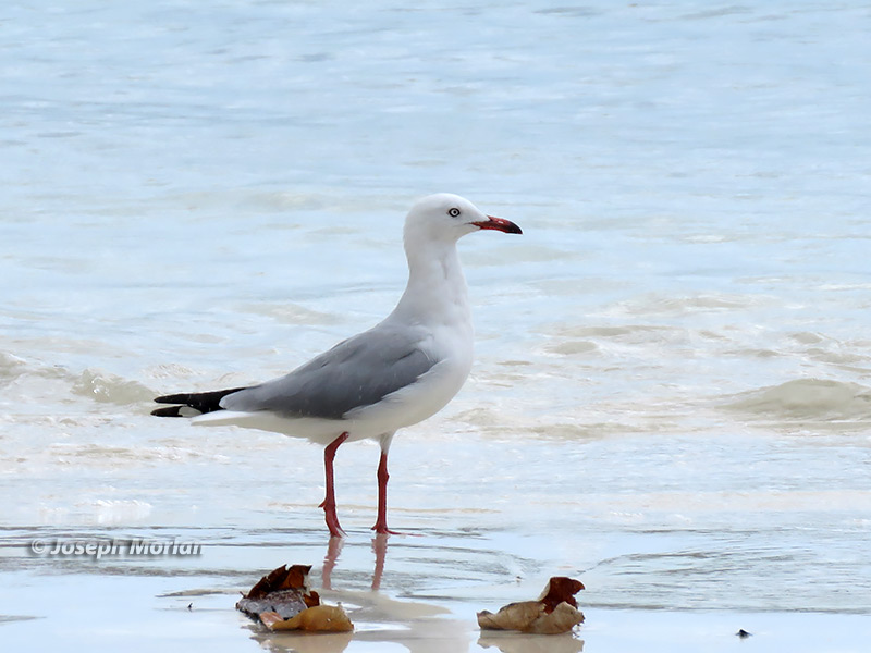 Silver Gull (Chroicocephalus novaehollandiae) 