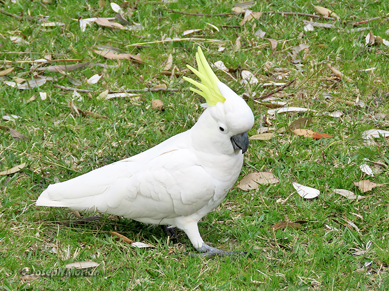 Sulphur-crested Cockatoo (
Cacatua galerita)