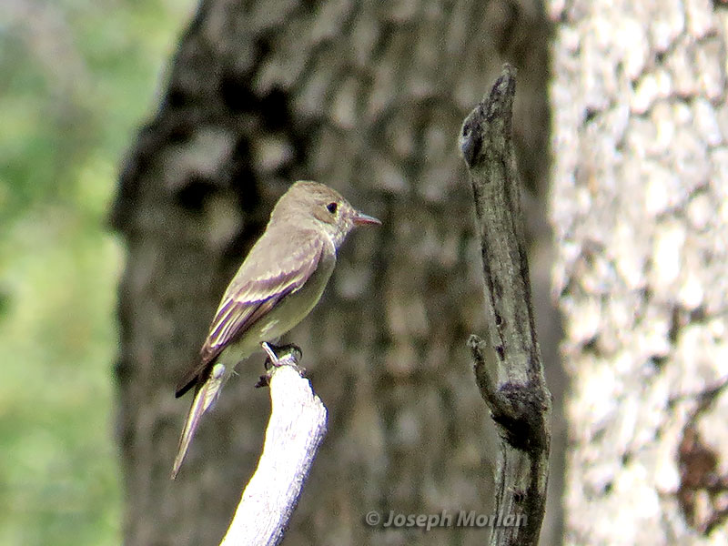  Western Wood-Pewee (Contopus sordidulus veliei)