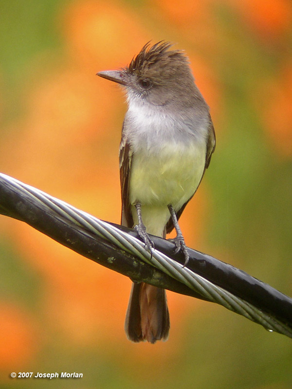 Brown-crested Flycatcher (Myiarchus tyrannulus tyrannulus) 