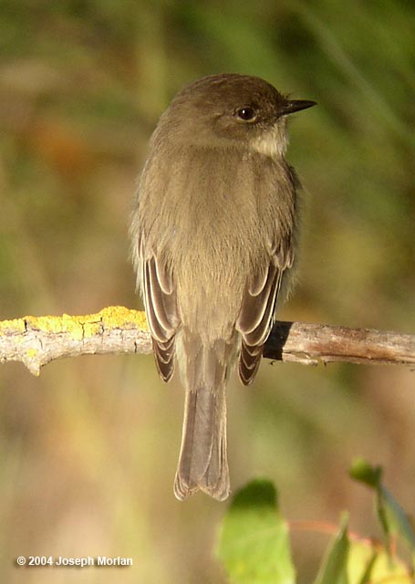 Eastern Phoebe  (Sayornis phoebe) 