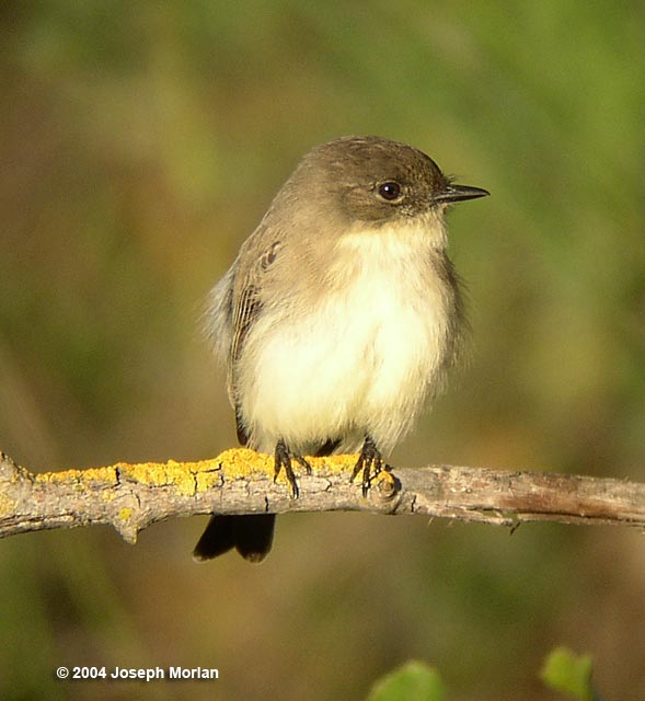 Eastern Phoebe  (Sayornis phoebe) 