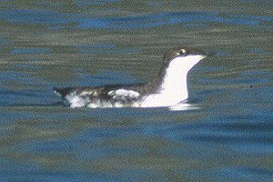 Long-billed Murrelet