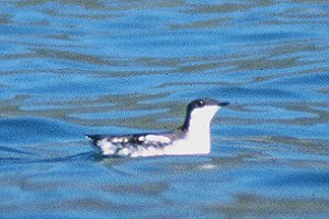 Long-billed Murrelet