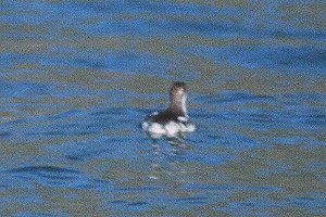 Long-billed Murrelet