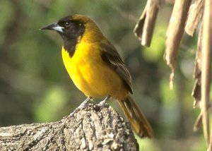 Mystery oriole